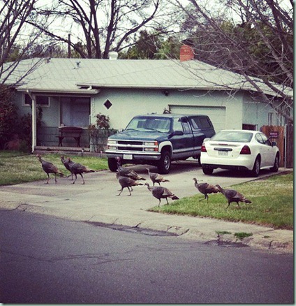 turkey harem