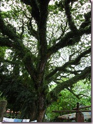 IMG_1140 IMG_1140
