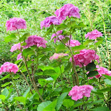 bloemen 2 007.jpg