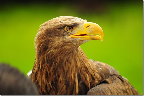 better-bird-photography-5 better-bird-photography-5