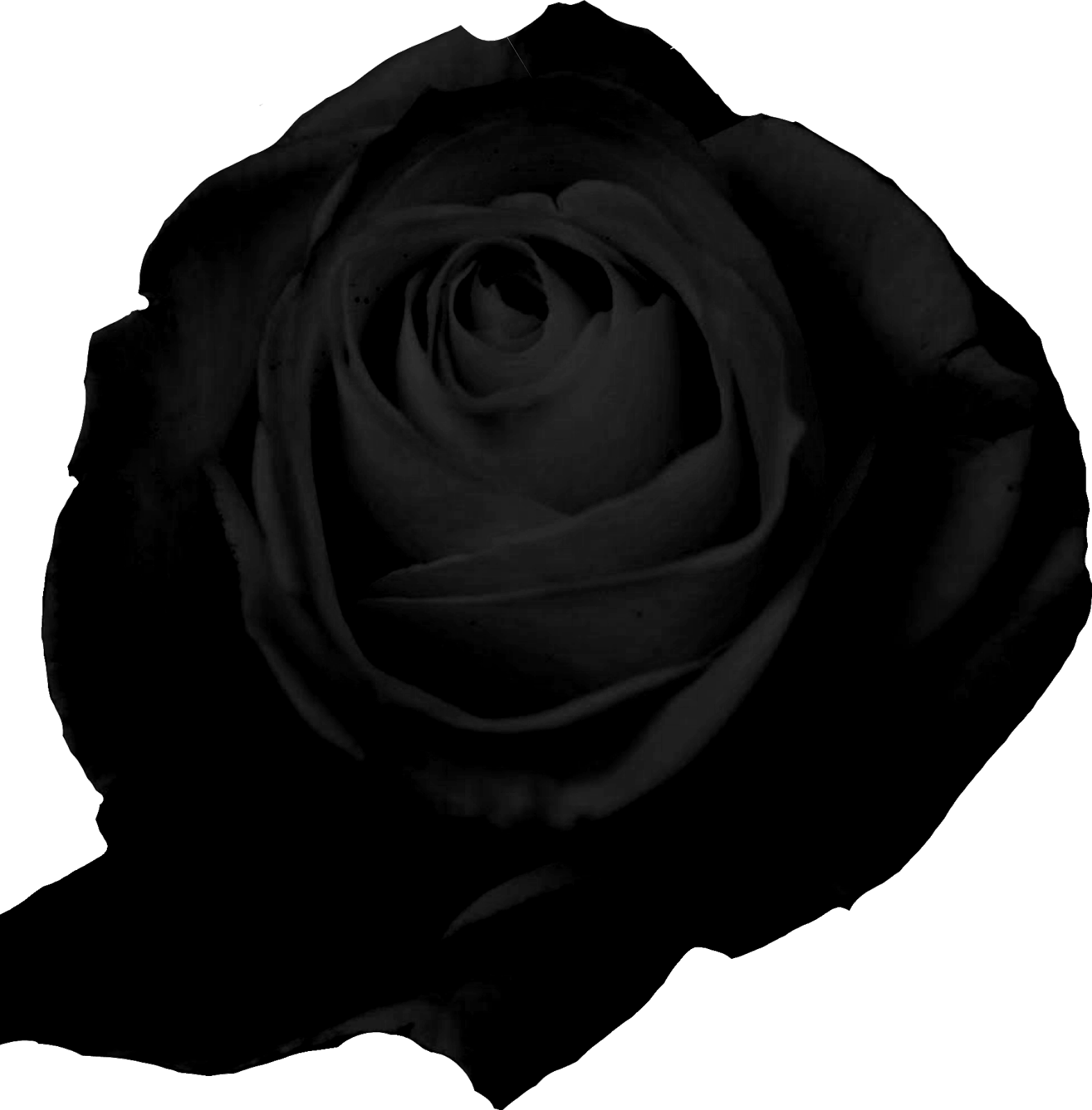 el jardin de rossy: rosas png