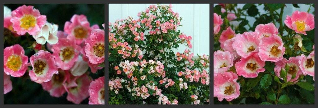 [rose%2520collage%255B3%255D.jpg]