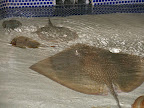 The petting zoo at the Shark Reef Aquarium at Mandalay Bay.