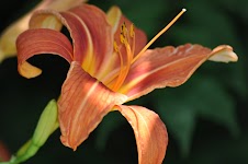 DSC_1547.JPG