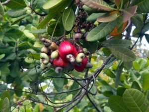 cashewnews_029