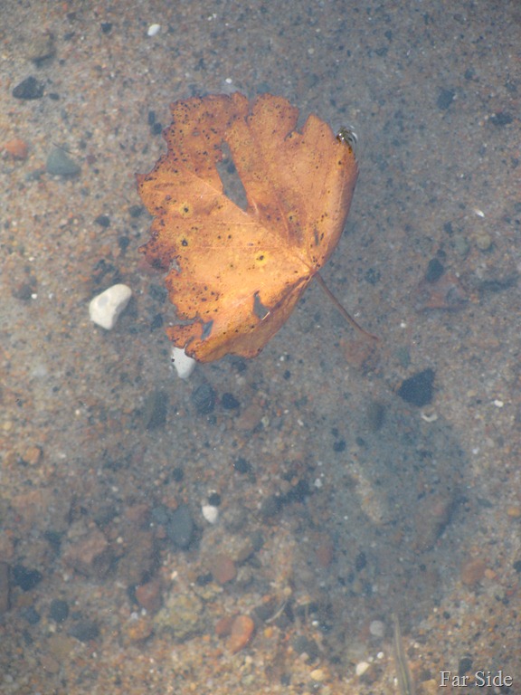 [leaf%2520in%2520the%2520water%2520Sept%252011%25202011%255B9%255D.jpg]