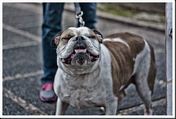 bULLDOG