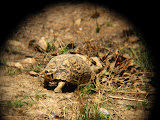 We saw this leopard tortoise hurrying across the road. Transition to Madagascar - 055.jpg