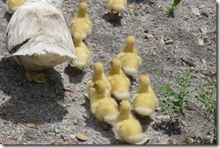 Cute Ducklings at Apag Marangle