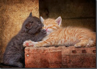 adorable-cat-cats-cute-kitten-Favim.com-287959