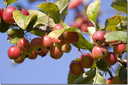 appletree appletree