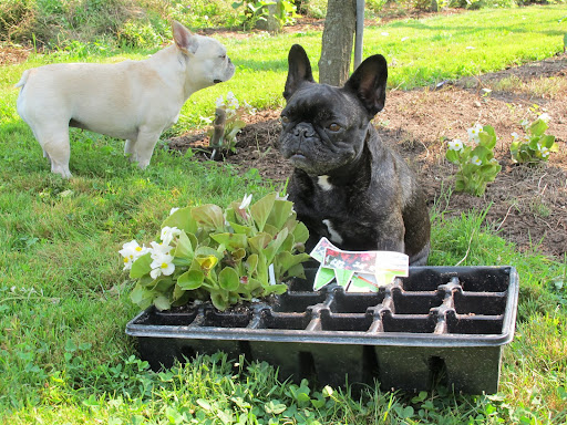 That's right, Sharkey!  They're also weather-resistant and perfect for use in edgings, mass plantings, window boxes, and other planters.  They can even be grown indoors!