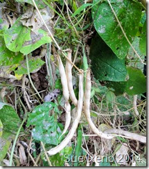 Sue Reno, Kentucky Wonder Beans