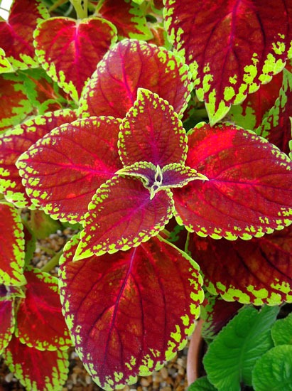 [Perfect%2520red%2520Coleus-small%255B4%255D.jpg]