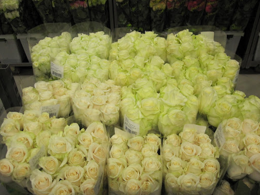 The roses in the store are organized by height and color.