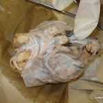 brain_dissect11.jpg brain_dissect11.jpg