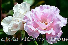 2 - Glória Ishizaka - Rosas do Jardim Botânico Nagai - Osaka