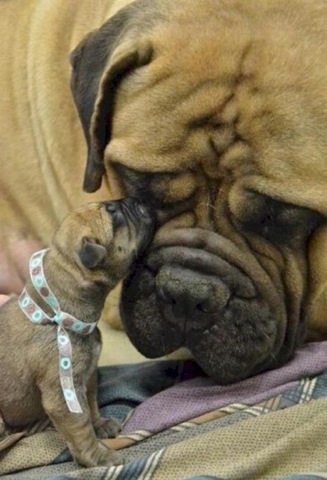 [animalsminime192.jpg]