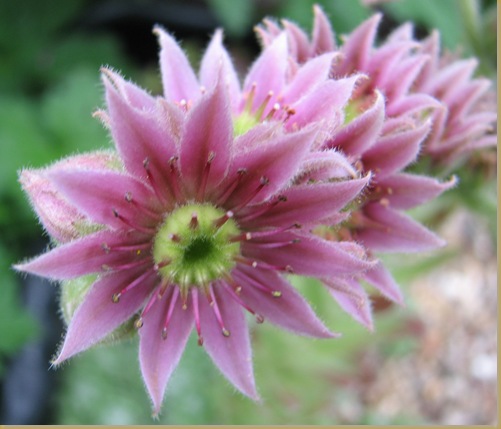 20120712 Sempervivum Green Ice flower