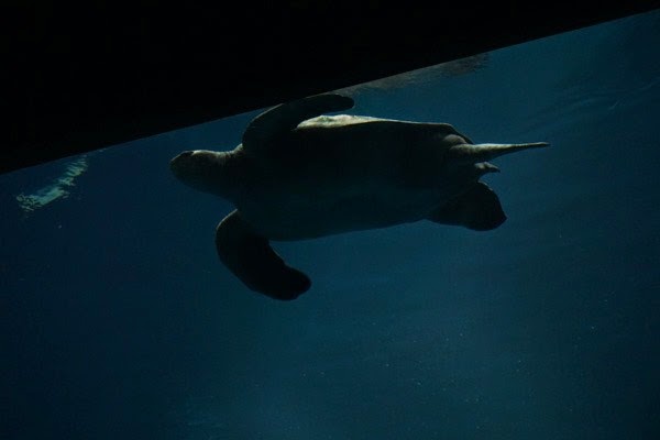 [20150313-DSC00301%255B4%255D.jpg]