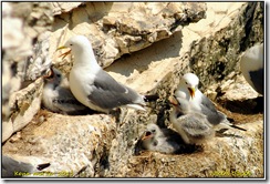 RSPB Bempton Cliffs