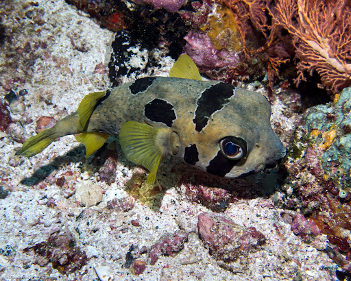 P7064890