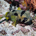 Black-blotched Porcupinefish - Photo (c) 104623964081378888743, some rights reserved (CC BY-NC-SA)