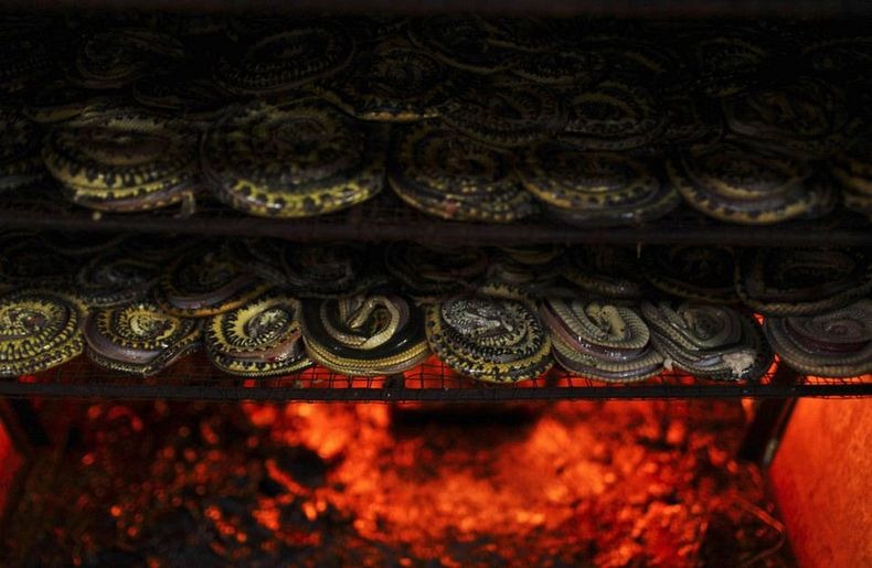صور مدهشة لمسلخ الثعابين في اندونيسيا Snake-slaughterhouse-7%255B6%255D