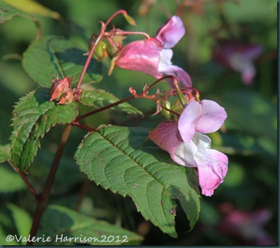 22-himalayan-balsam