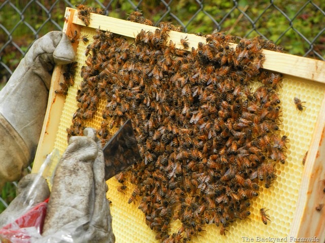 [bees%2520day%2520one%252009%255B6%255D.jpg]