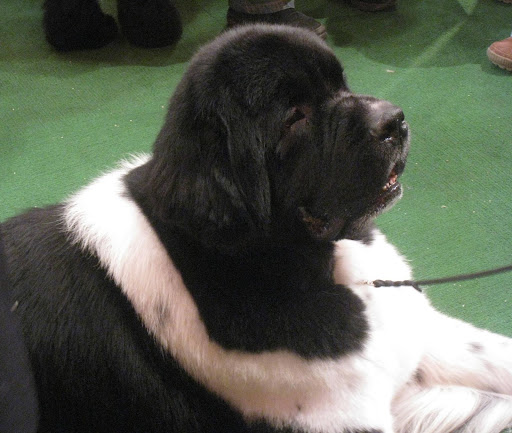 Newfoundland