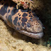 P8195861