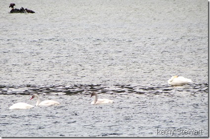 Some juvenile Tundra Swans