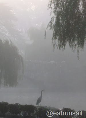 Heron in the fog