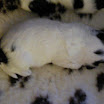 puppen anna 047.jpg