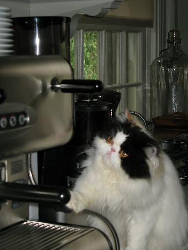 Sharkey, from what I can tell, it looks like she just loaded up the espresso grinds.  I can practically smell the aroma!