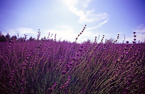 [lavanda%255B2%255D.jpg]