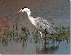 grey heron gallery of birds