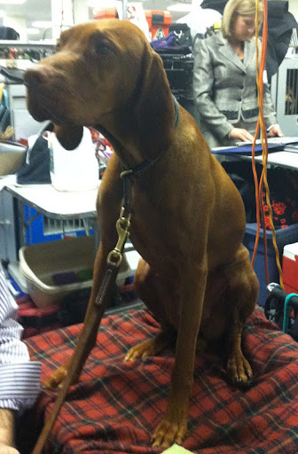 Vizla 'Libby' won Best Of Opposite (Sex)