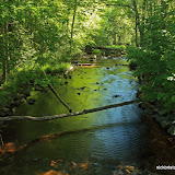 Small Creek Before Flowing Into Trout Lake / Vilas County / Northern Wisconsin