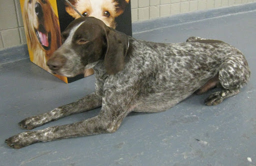 German Shorthaired Pointer