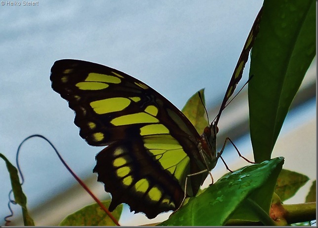 DSCF2120 DSCF2120