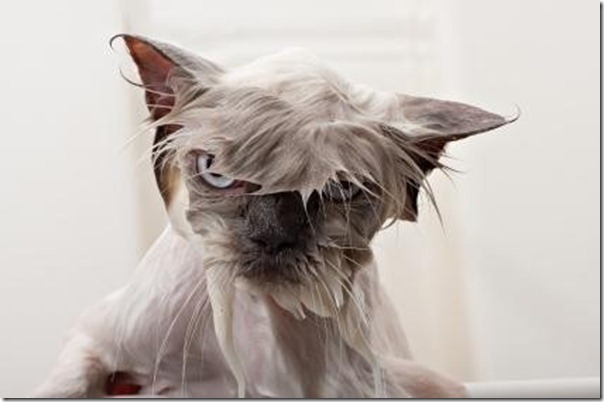 wet_cat_9 wet_cat_9