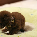 dog612-6.jpg