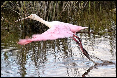 Birds - Spoonbill flying