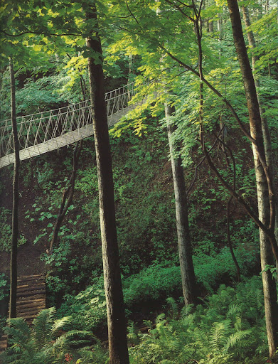 This is the LOWER of the two rope bridges that sweep down to the floor of the ravine.