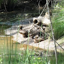 Mallard Ducks (Ducklings)