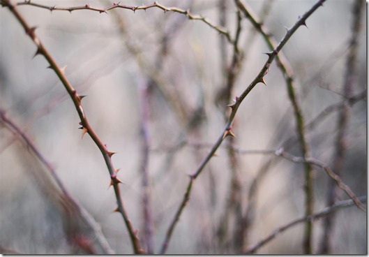 trne (Medium)