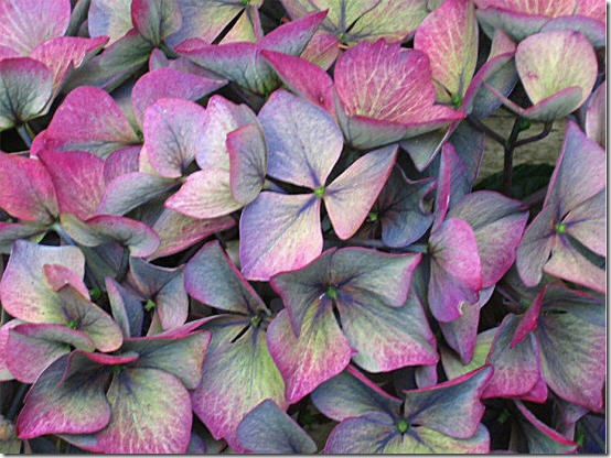 garden-hydrangea-turned-blog-sept-07 garden-hydrangea-turned-blog-sept-07