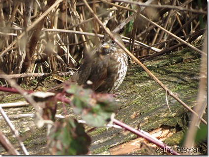 Fox Sparrow